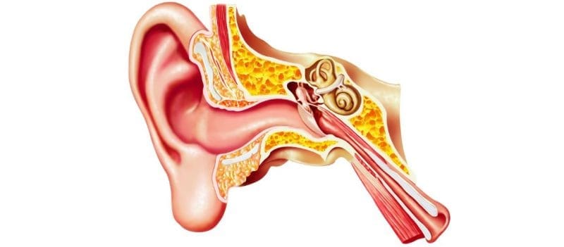 Utrikül ve Sakkül Nedir, Görevleri Nelerdir?