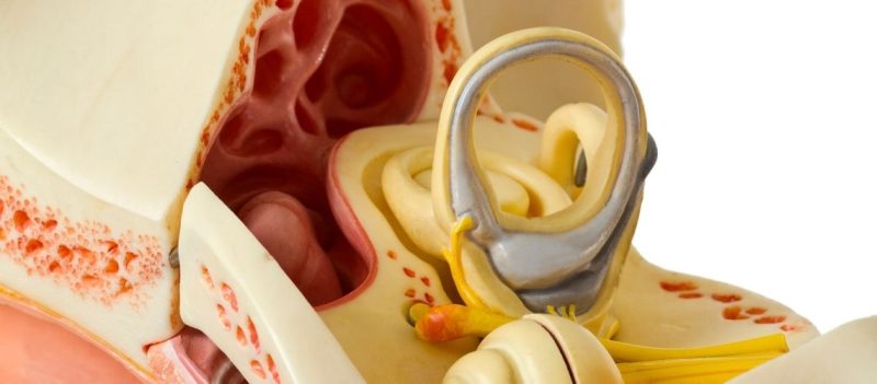 Koklea Nedir? Görevi Nelerdir? Koklea Nedir? Görevi Nelerdir?