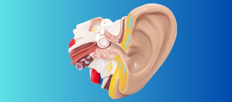 Kulak Zarı Nedir, Görevleri Nelerdir? Kulak Zarı Nedir, Görevleri Nelerdir?